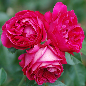 Vrtnica intenzivnega vonja - Roza - Ruban Rouge® - 